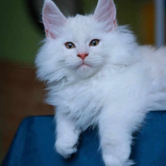 chaton Maine coon red shell Akaa Elevage de maine coon L'Or sauvage