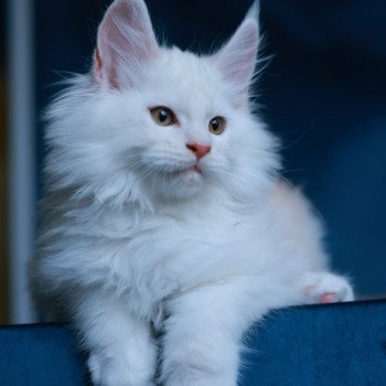 chaton Maine coon red shell Akaa Elevage de maine coon L'Or sauvage