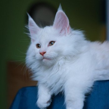 chaton Maine coon red shell Akaa Elevage de maine coon L'Or sauvage