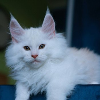 chaton Maine coon red shell Akaa Elevage de maine coon L'Or sauvage