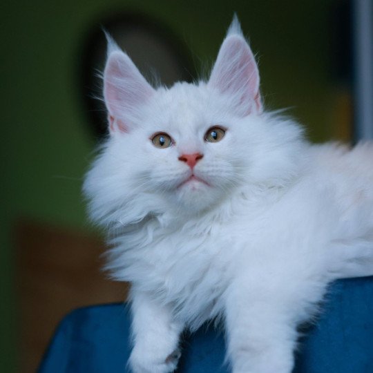 chaton Maine coon red shell Akaa Elevage de maine coon L'Or sauvage