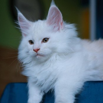 chaton Maine coon red shell Akaa Elevage de maine coon L'Or sauvage