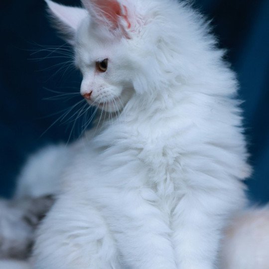 chaton Maine coon red shell Akaa Elevage de maine coon L'Or sauvage