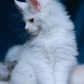 chaton Maine coon red shell Akaa Elevage de maine coon L'Or sauvage