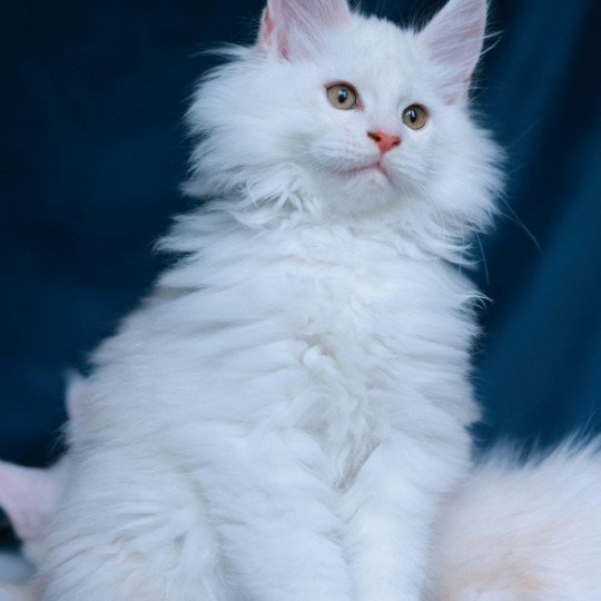 chaton Maine coon red shell Akaa Elevage de maine coon L'Or sauvage