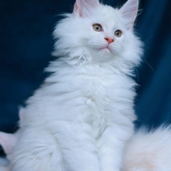 chaton Maine coon red shell Akaa Elevage de maine coon L'Or sauvage