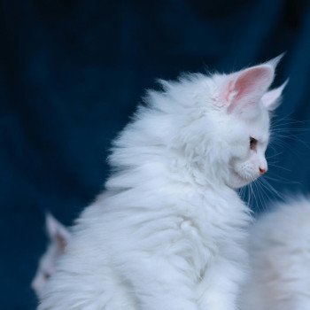 chaton Maine coon red shell Akaa Elevage de maine coon L'Or sauvage