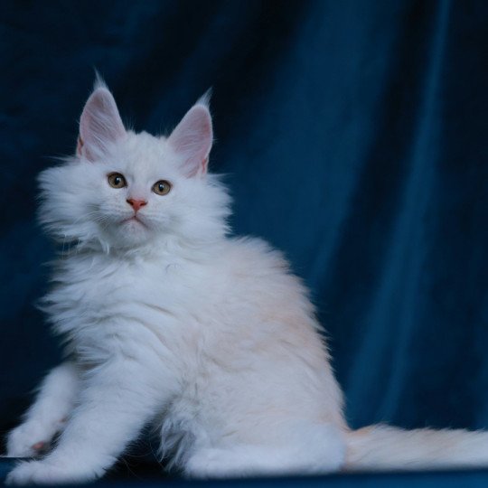 chaton Maine coon red shell Akaa Elevage de maine coon L'Or sauvage