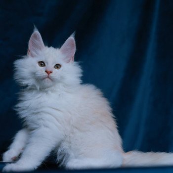 chaton Maine coon red shell Akaa Elevage de maine coon L'Or sauvage