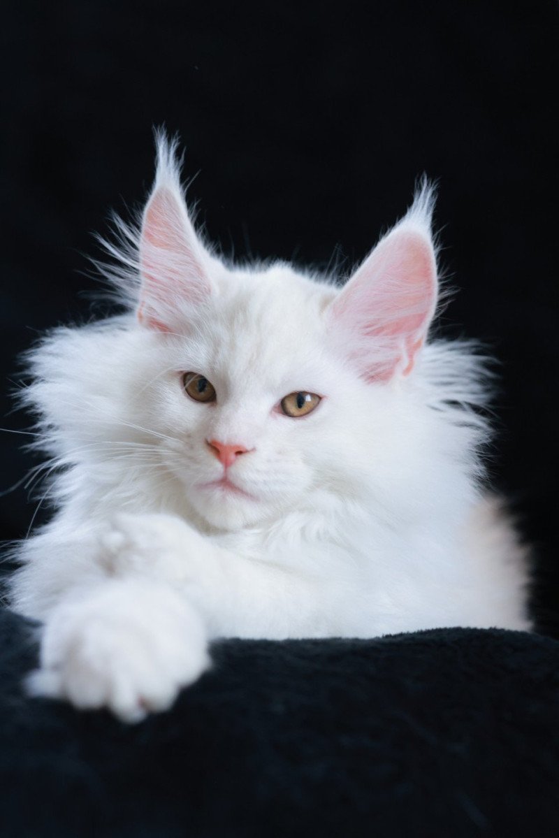 Akaa DE L'OR SAUVAGE Mâle Maine coon