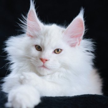 chaton Maine coon red shell Akaa Elevage de maine coon L'Or sauvage