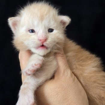 chaton Maine coon red silver blotched tabby Alarion Lumis Elevage de maine coon L'Or sauvage chaton Maine coon red silver blotched tabby Alarion Lumis Elevage de maine coon L'Or sauvage