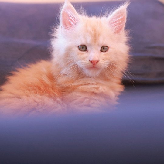 A'Sylvestre DE L'OR SAUVAGE Mâle Maine coon