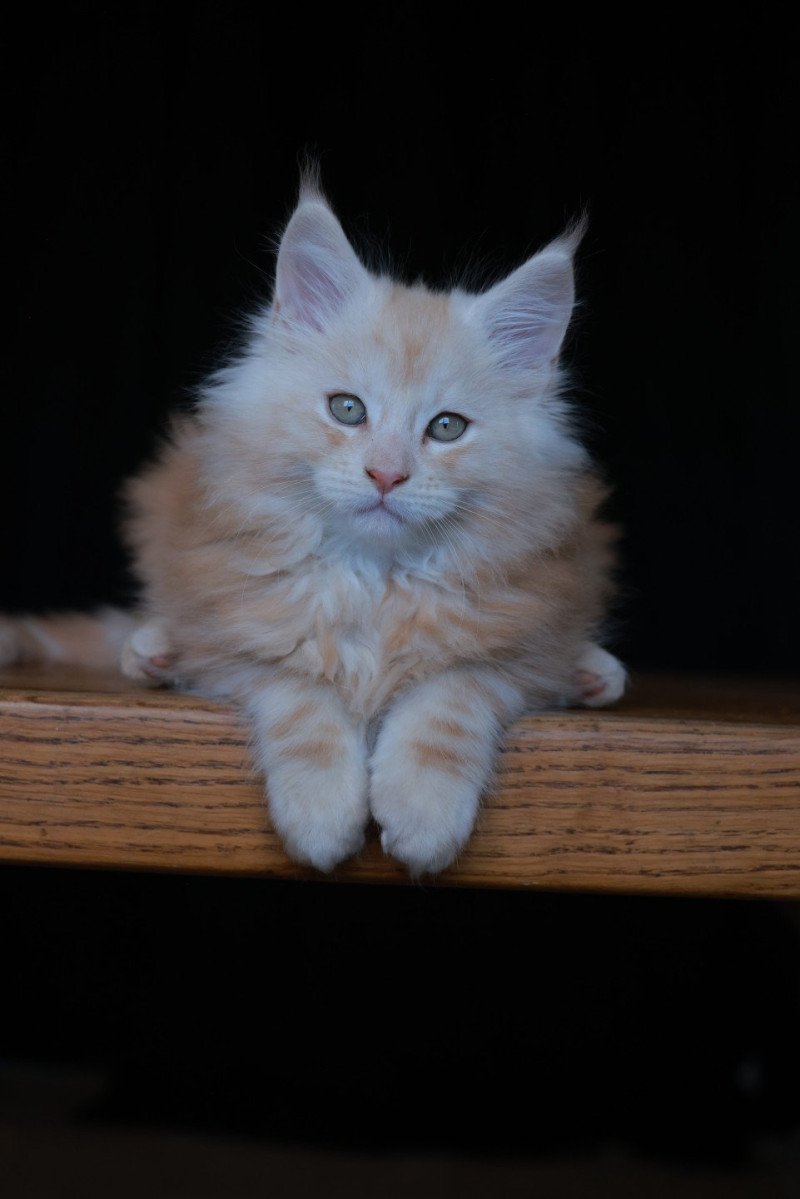A'Sylvestre DE L'OR SAUVAGE Mâle Maine coon
