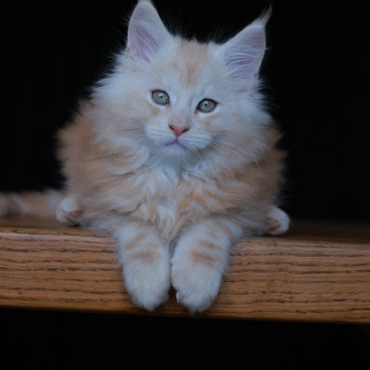 A'Sylvestre DE L'OR SAUVAGE Mâle Maine coon