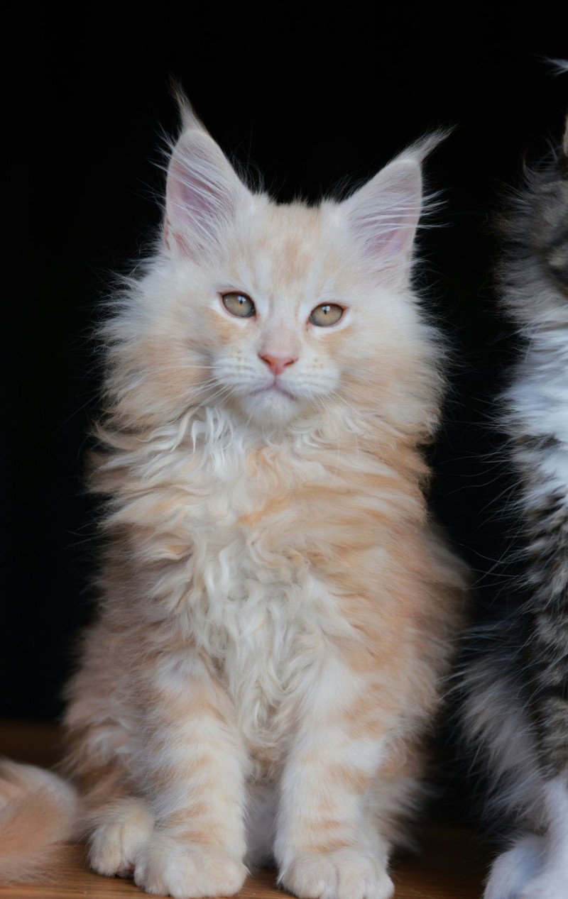 A'Sylvestre DE L'OR SAUVAGE Mâle Maine coon