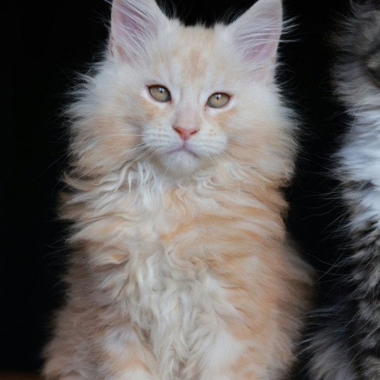 A'Sylvestre DE L'OR SAUVAGE Mâle Maine coon