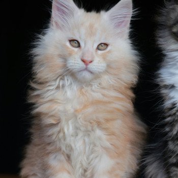 chaton Maine coon red silver blotched tabby A'Sylvestre Elevage de maine coon L'Or sauvage