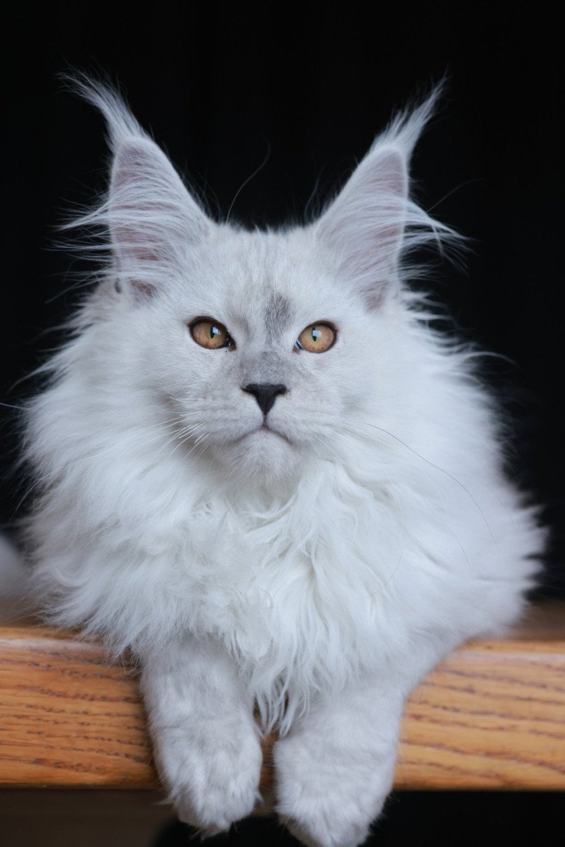 Alaska DE L'OR SAUVAGE Mâle Maine coon