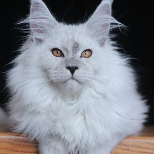 chaton Maine coon black silver shaded Alaska Elevage de maine coon L'Or sauvage