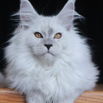 chaton Maine coon black silver shaded Alaska Elevage de maine coon L'Or sauvage