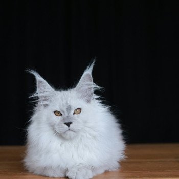 chaton Maine coon black silver shaded Alaska Elevage de maine coon L'Or sauvage