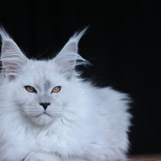 chaton Maine coon black silver shaded Alaska Elevage de maine coon L'Or sauvage