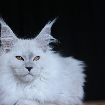 chaton Maine coon black silver shaded Alaska Elevage de maine coon L'Or sauvage