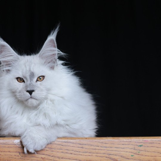 chaton Maine coon black silver shaded Alaska Elevage de maine coon L'Or sauvage