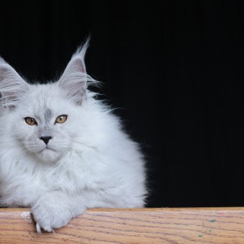 chaton Maine coon black silver shaded Alaska Elevage de maine coon L'Or sauvage