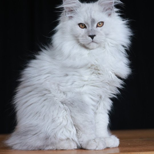 chaton Maine coon black silver shaded Alaska Elevage de maine coon L'Or sauvage