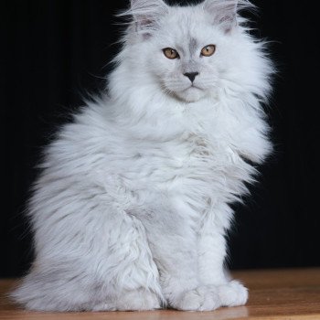 chaton Maine coon black silver shaded Alaska Elevage de maine coon L'Or sauvage