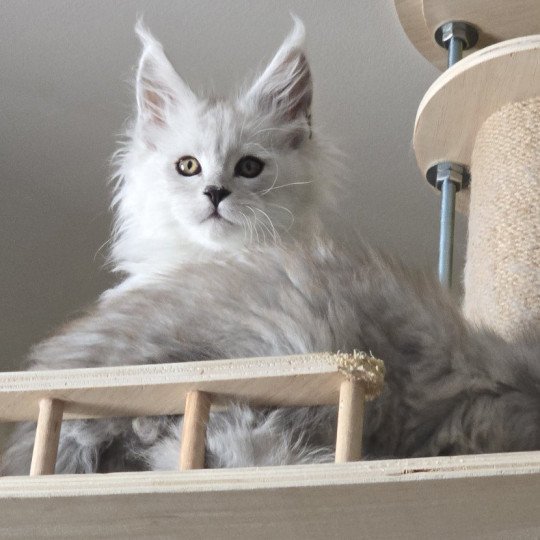 chaton Maine coon black silver shaded Alaska Elevage de maine coon L'Or sauvage