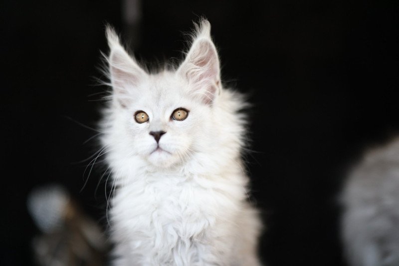 Alaska DE L'OR SAUVAGE Mâle Maine coon
