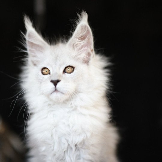 Alaska DE L'OR SAUVAGE Mâle Maine coon