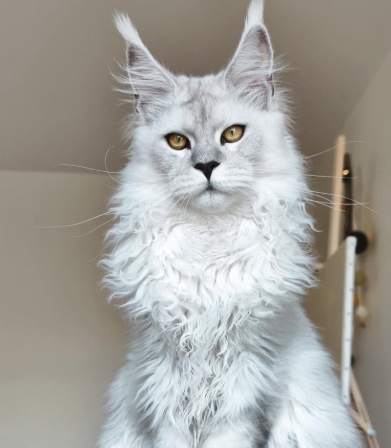 Alaska DE L'OR SAUVAGE Mâle Maine coon