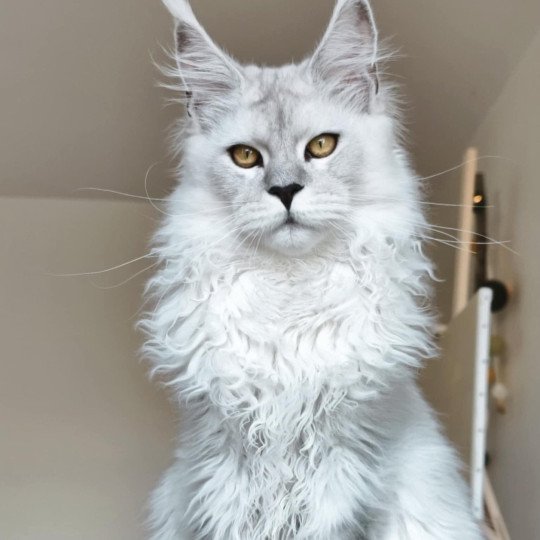 Alaska DE L'OR SAUVAGE Mâle Maine coon