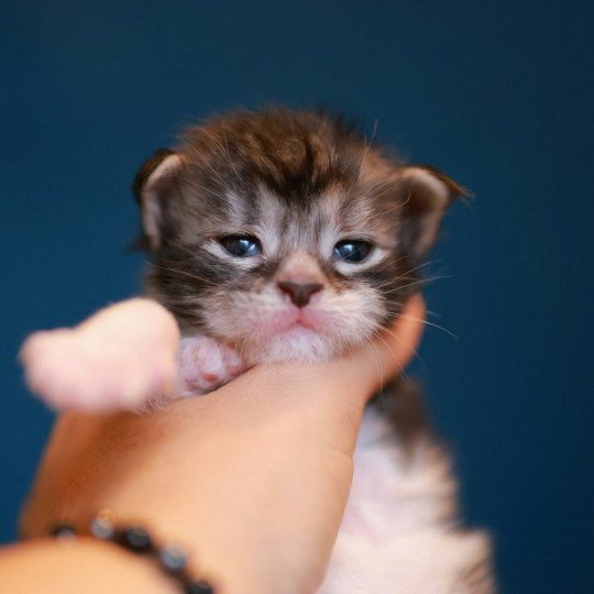 chaton Maine coon black silver blotched tabby & blanc Alium Elevage de maine coon L'Or sauvage