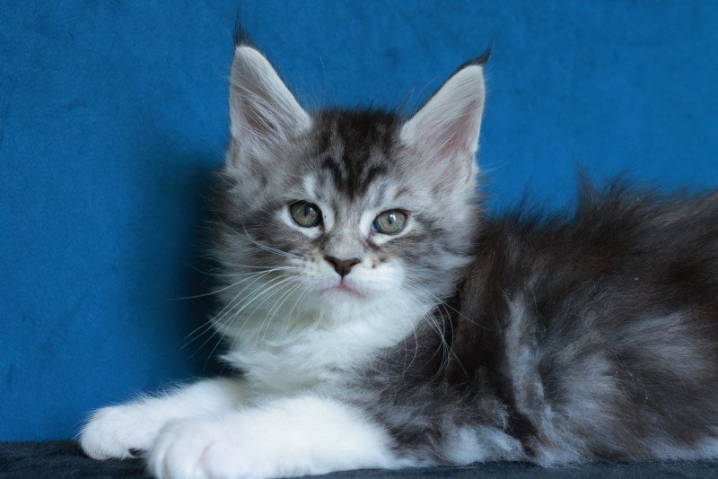 Alium DE L'OR SAUVAGE Mâle Maine coon