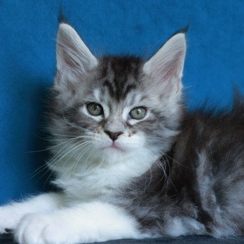 chaton Maine coon black silver blotched tabby & blanc Alium Elevage de maine coon L'Or sauvage chaton Maine coon black silver blotched tabby & blanc Alium Elevage de maine coon L'Or sauvage