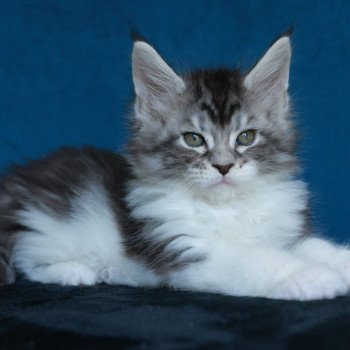 chaton Maine coon black silver blotched tabby & blanc Alium Elevage de maine coon L'Or sauvage chaton Maine coon black silver blotched tabby & blanc Alium Elevage de maine coon L'Or sauvage