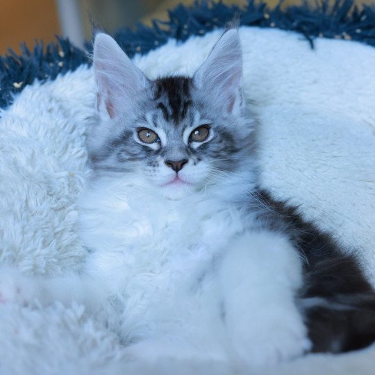 chaton Maine coon black silver blotched tabby & blanc Alium Elevage de maine coon L'Or sauvage