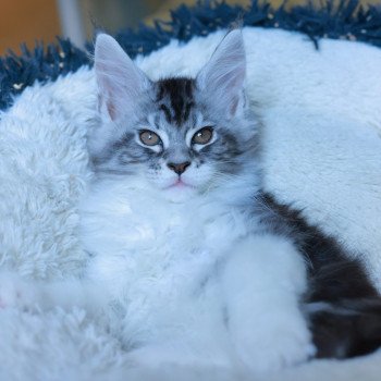 chaton Maine coon black silver blotched tabby & blanc Alium Elevage de maine coon L'Or sauvage chaton Maine coon black silver blotched tabby & blanc Alium Elevage de maine coon L'Or sauvage