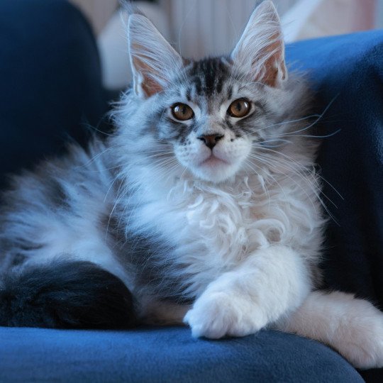 chaton Maine coon black silver blotched tabby & blanc Alium Elevage de maine coon L'Or sauvage chaton Maine coon black silver blotched tabby & blanc Alium Elevage de maine coon L'Or sauvage