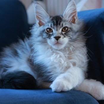 chaton Maine coon black silver blotched tabby & blanc Alium Elevage de maine coon L'Or sauvage chaton Maine coon black silver blotched tabby & blanc Alium Elevage de maine coon L'Or sauvage
