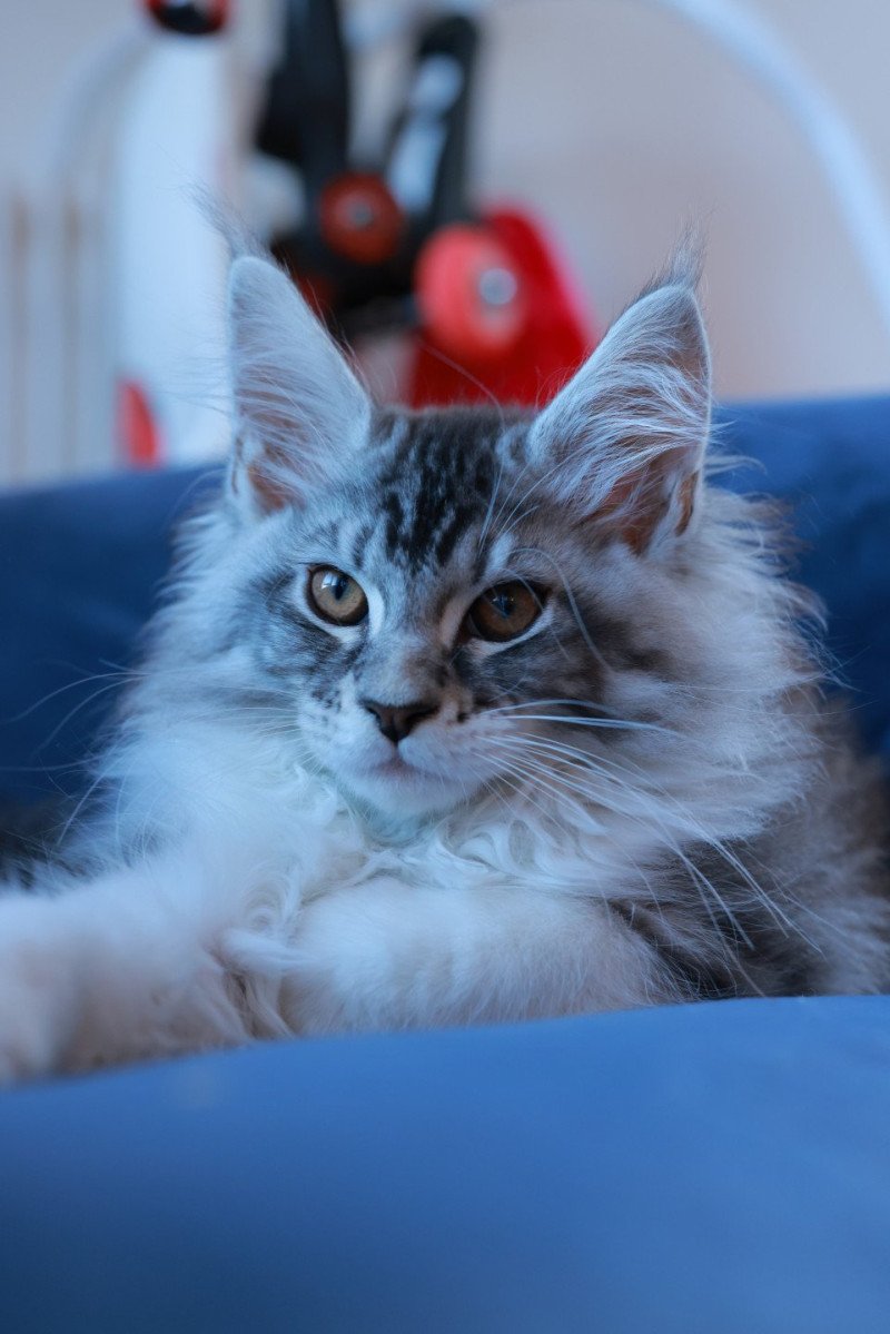 Alium DE L'OR SAUVAGE Mâle Maine coon