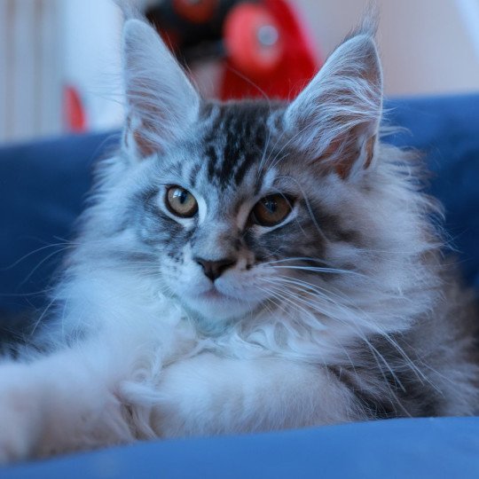 Alium DE L'OR SAUVAGE Mâle Maine coon