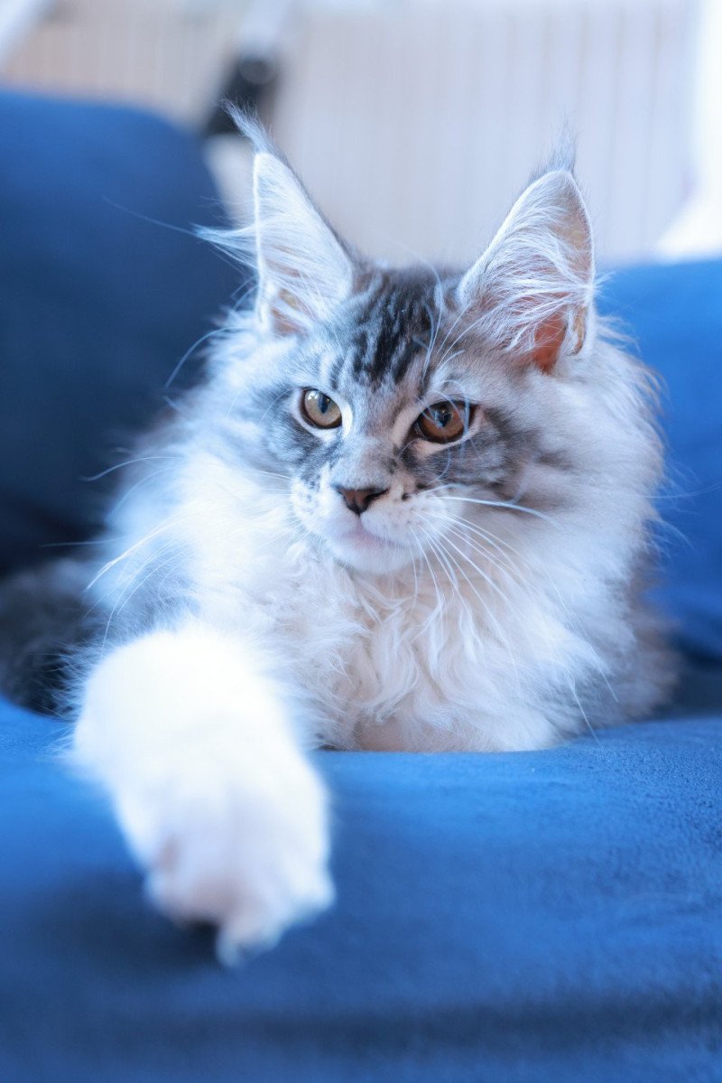 Alium DE L'OR SAUVAGE Mâle Maine coon