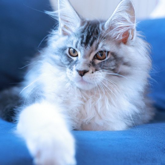 chaton Maine coon black silver blotched tabby & blanc Alium Elevage de maine coon L'Or sauvage chaton Maine coon black silver blotched tabby & blanc Alium Elevage de maine coon L'Or sauvage