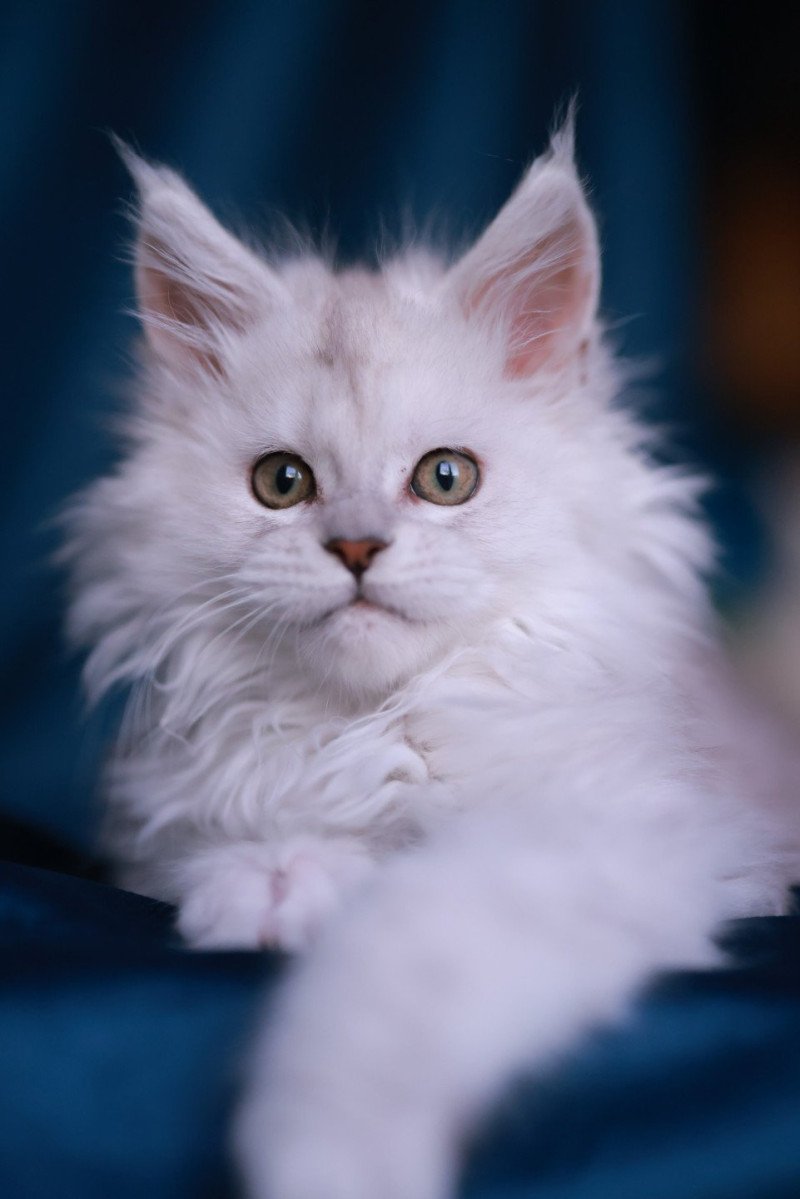 Aloha DE L'OR SAUVAGE Femelle Maine coon